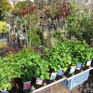 Hortfocuskep_b