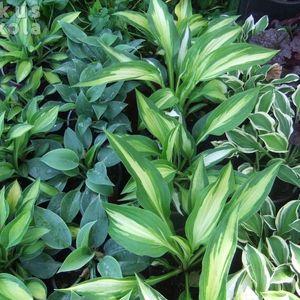 hosta_16_4fele
