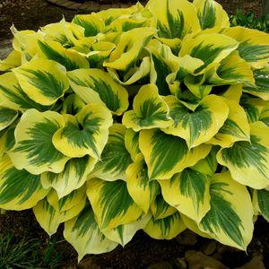 Hosta_n2