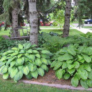 hosta_n4
