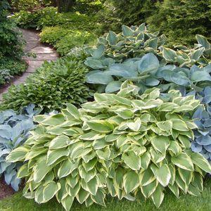 hosta_n5