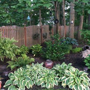hosta_n7