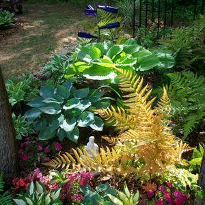 hosta_n8