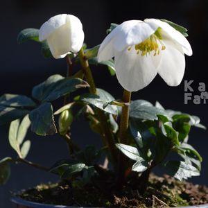 Hunyor_2025_fehér_TKLTS