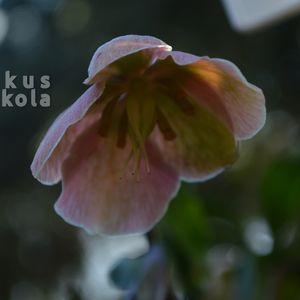 Hunyor_2025_kozeli_sz