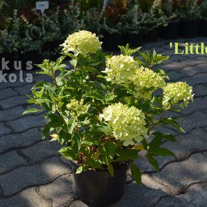 Hydr_pan_Little_Lime_2024osz
