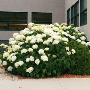 Hydrangea-Annabelle_n1