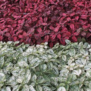 hypoestes_n1