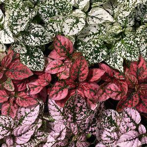 hypoestes_n2