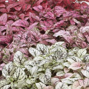 hypoestes_n3