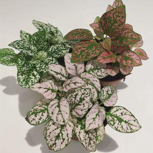 hypoestes_n4