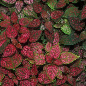 hypoestes_n5