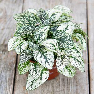 hypoestes_n6
