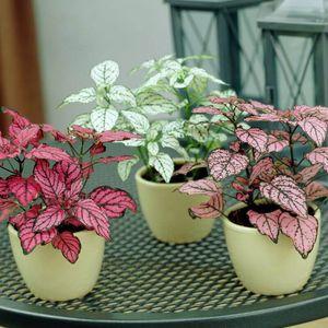 hypoestes_n7