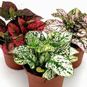 hypoestes_thumb_1