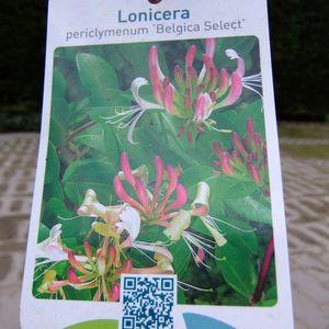 Illatos lonc 'Belgica Select'