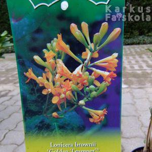 Illatos lonc 'Golden Trumpet' etikett