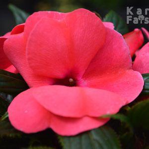 Impatiens x hawkeri 2024 bőr közeli