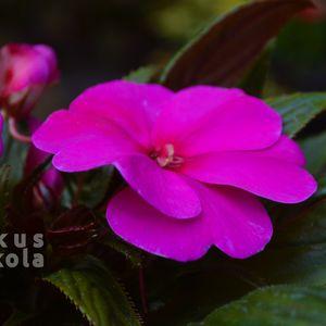Impatiens x hawkeri 2024 lila közeli