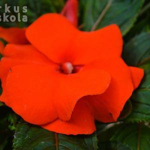 Impatiens x hawkeri 2024 piros közeli