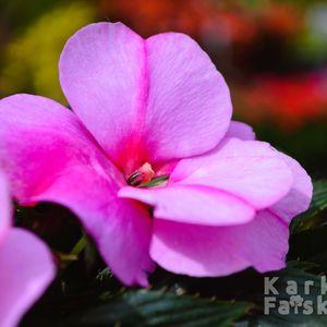 Impatiens x hawkeri 2024 rózsasz közeli