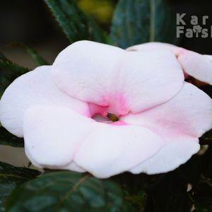 Impatiens x hawkeri 2024 VR közeli