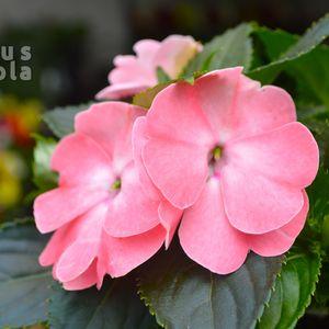 Impatiens x hawkeri 2025 bőrtarka közeli