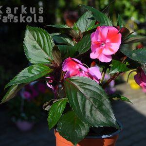 Impatiens x hawkeri 2025 rószatarka 1cs