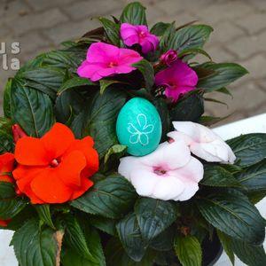 Impatiens x heckrotti 2024 3csh