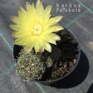 kaktuszgymno1