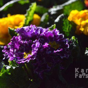 Kankalin_2024_lila_ciradas_s