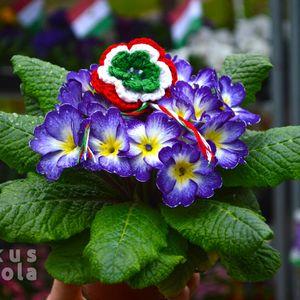 Kankalin_2025_0315_Lilafehersarga