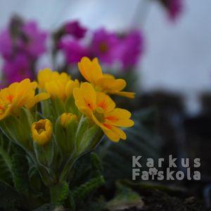 Kankalin_2025_sarga_narancs