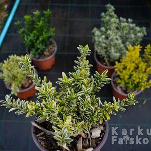 kecskerago-microphyllus-2025-aureogold-osszesahatterben