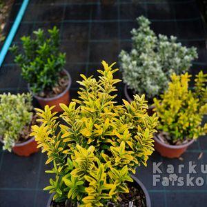 Kecskerágó_microphyllus_2025_aureovariegatus összesaháttérben
