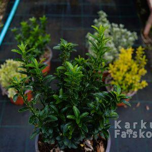 kecskerago-microphyllus-2025-sima-osszesahatterben
