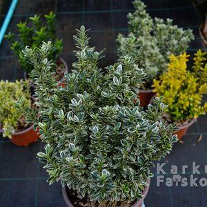 kecskerago-microphyllus-2025-variegatus-osszesahatterben