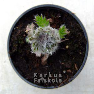 Köki0315