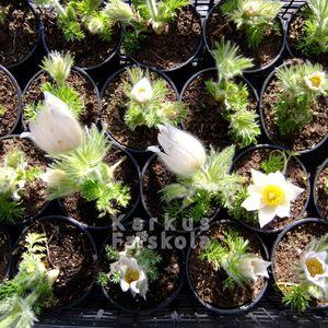 Kökörcsin_16_feher2