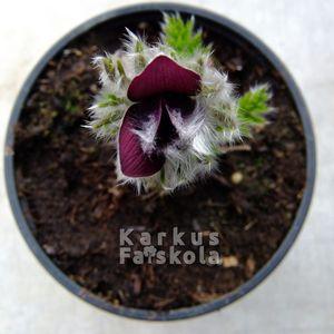 Kökörcsin150316