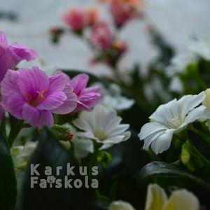 Lewisia_2025_2szin