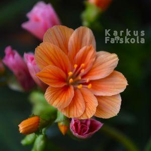 Lewisia_2025_narancs_kozeli_ne