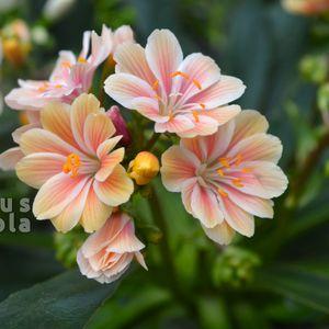 Lewisia_2025_narnacs_kozeli