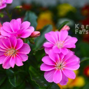 Lewisia_2025_rozsaszin_kozeli