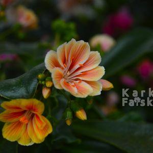 Lewsia_2025_narancs_kozeli_k