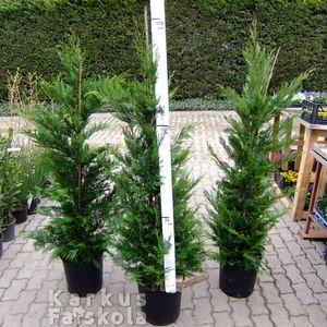 Leylandii 150cm sűrű