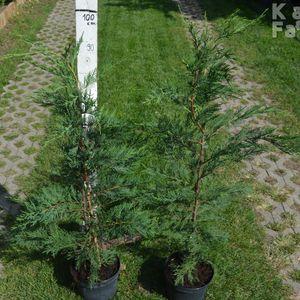 Leylandii_3,5L_2021_2db