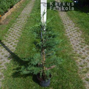 Leylandii_3,5L_2021osz