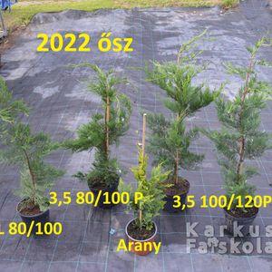 Leylandii-cserepesek_2022ősz