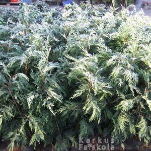 Leylandii_deres_sok